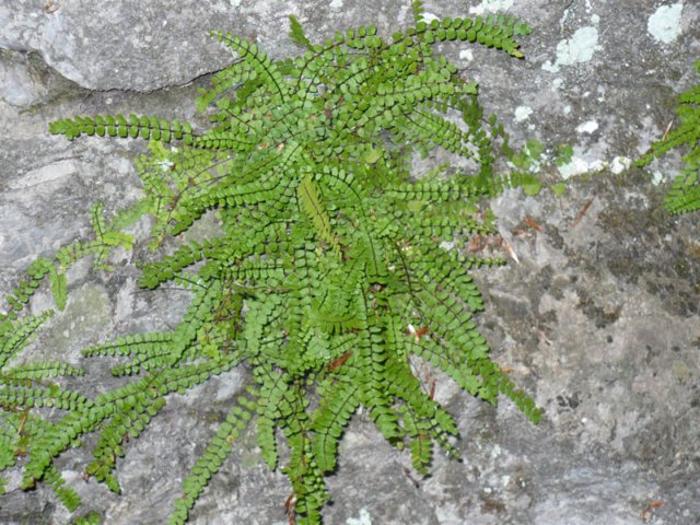 tisovec164.jpg